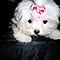 Teacup-maltese-puppy-minnie