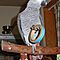 Fully-weaned-african-grey-babies-for-sale