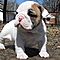 Adorable-english-bulldog-puppies