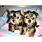 Georgouse-t-cup-yorkie-puppies-available-now-for-free