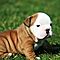 Excellent-akc-english-bulldog-puppies-for-adoption