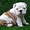 Male-and-female-english-bulldog-puppies-for-adoption