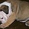 Akc-english-bulldog-puppies-available-excellent-quality-temperament-and-health