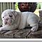 Akc-registered-english-bulldog-puppies