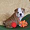 English-bulldog-100-healthy-pure-breed-puppies