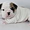 English-bulldog-puppies-ready-for-new-homes