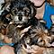 Akc-registered-teacup-yorkie-puppies-for-free-adoption