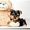 Yorkie-puppies-male-and-female-for-are-caring-and-living-home