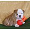 Male-and-female-akc-english-bulldog-puppies-for-adoption