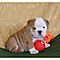 Akc-english-bulldog-puppies-for-rehoming