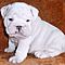 Gorgeous-english-bulldogs-puppies