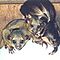 Spotted-genet-fennec-fox-and-kikanjou-for-sale