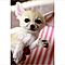 Rusty-spotted-genet-fennec-fox-and-kikanjou-for-sale