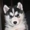 Siberian-husky-puppy-for-x-mas