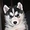 Potty-trained-siberian-husky-recent-in-all-shots-puppy-for-a-family