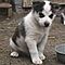 Akc-registered-husky-puppies