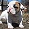 English-bulldog-puppies-available