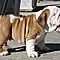 Out-standing-english-bulldog-puppies-ready