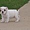 Nice-looking-english-bulldog-puppies
