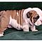 Akc-male-and-female-english-bulldog-puppies