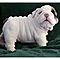 Well-raised-resplendent-english-bulldog-puppies