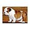 Two-akc-awesome-english-bulldog-puppies