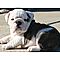 Gorgeous-english-bulldog-puppies-available