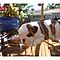 Beautiful-quality-english-bulldog-puppies
