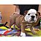 Quality-wrinkle-males-and-females-english-bulldog-puppies