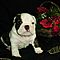 Gorgeous-males-and-females-english-bulldog-puppies