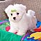 Teacup-maltese-puppies-available-11weeks-old