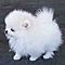 Teacup-pomeranian-puppies-for-adoption-looking-for-a-new-home