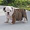 Charming-blueeyes-bulldog-puppies-available