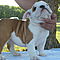 Akc-top-quality-english-bulldog-puppies