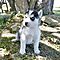 Fantastic-siberian-husky-puppies-for-looking-for-new-homes