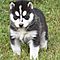 Honorable-siberian-husky-puppie