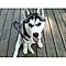 Siberian-husky-puppies-rehoming