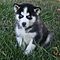 Correct-akc-siberian-husky-puppies