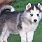 Healthy-siberian-husky-puppies