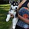Siberian-husky-puppies-we-have-beautiful-healthy-roley-poley-fat-kc-siberian-husky-babies