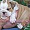 Adorable-english-bulldog-puppies