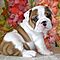 Playful-english-bulldog-puppies-for-christmas