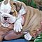 Akc-cute-english-bulldog-puppies-for-adoption