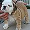 Angelic-english-bulldog-puppies-for-rehoming