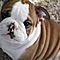 Out-standing-english-bulldog-puppies-for-re-homing