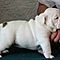 Cute-english-bulldog-puppies-for-adoption