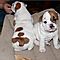 Sweet-akc-english-bulldog-puppies-for-rehoming