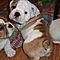 Playful-english-bulldog-puppies-for-rehoming