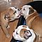Male-and-female-english-bulldog-puppies-for-rehoming