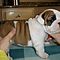 Akc-english-bulldog-puppies-for-adoption